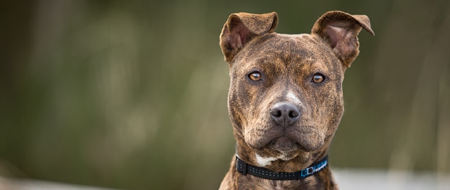 dog bite lawyer dog bite lawyer