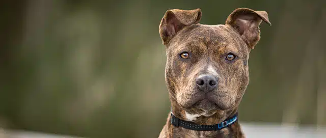 Boston dog bite lawyer