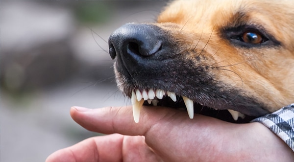 Boston Dog Bite Injury Lawyers
