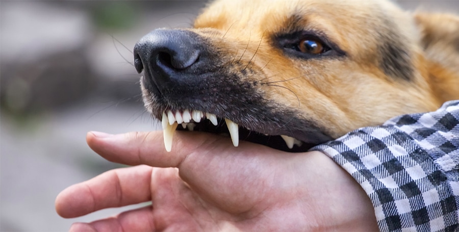 Dog Bite Lawyer 